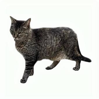 野良猫 野良猫の写真