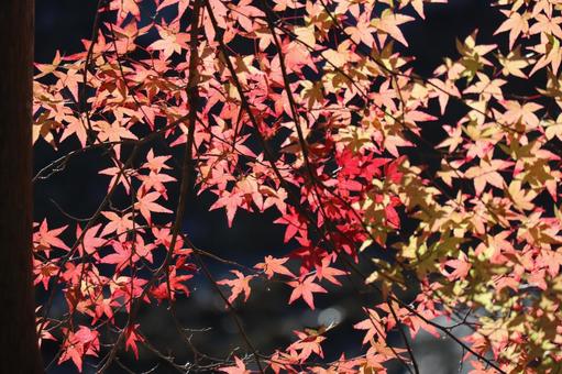 赤色の色づくもみじの葉の木の枝のアップ 赤色,色づく,もみじの写真素材