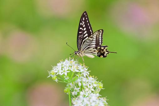 白い花に留まるナミアゲハ 白い花に留まるナミアゲハの写真