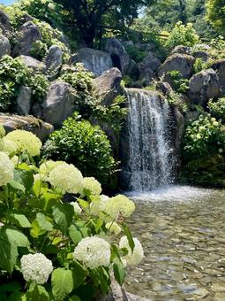 白いアジサイ(アナベル)と滝 白いアジサイ(アナベル)と滝 アジサイ,アナベル,紫陽花の写真素材