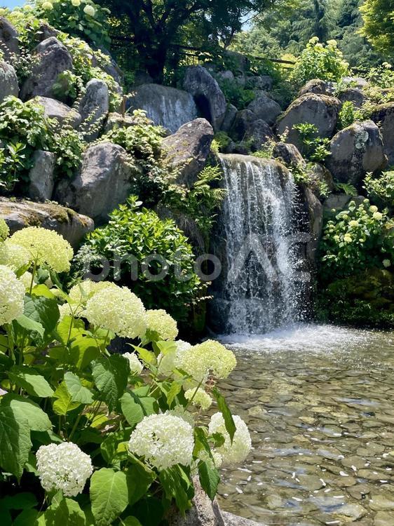 白いアジサイ(アナベル)と滝 アジサイ,アナベル,紫陽花の写真素材