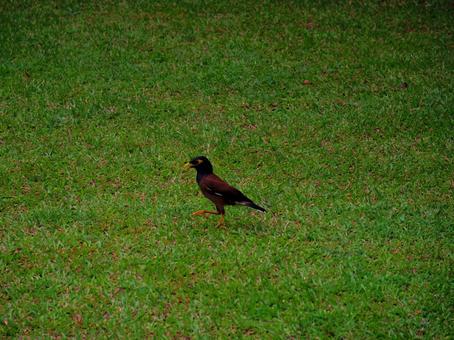 野鳥 野鳥,鳥,自然の写真素材