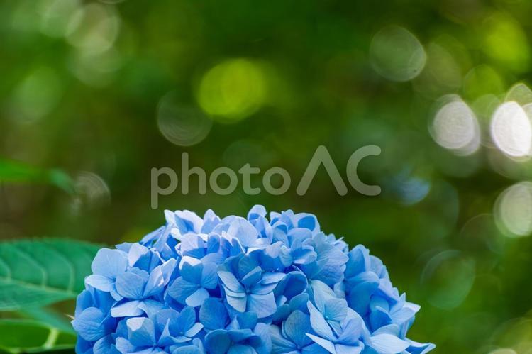 爽やかな青が際立つアジサイの花房 アジサイ,青,花の写真素材