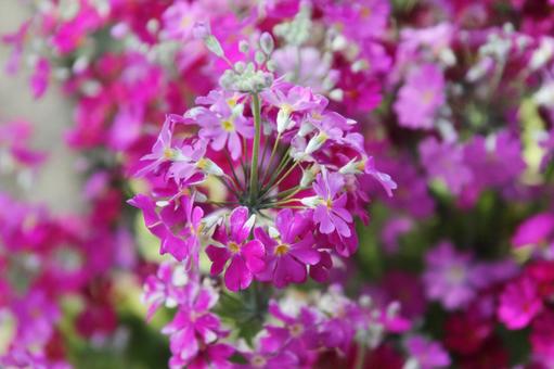プリムラ　咲く風景 プリムラ,冬春,花色豊富の写真素材