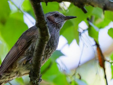 ヒヨドリ ヒヨドリの写真