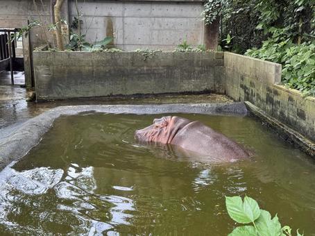 Hippopotamus, JPG Hippopotamus, JPG