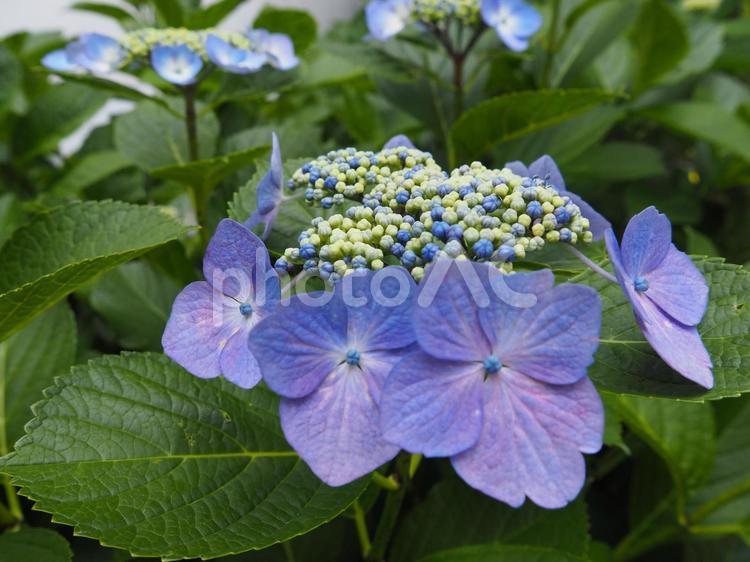 がくあじさい 花,自然,景色の写真素材