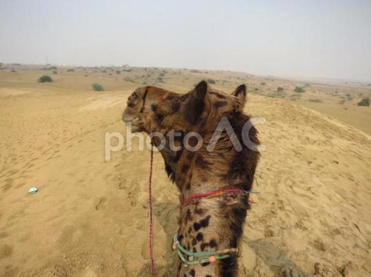 インド　タール砂漠の観光ラクダ　3 ラクダ,荷台,タールの写真素材