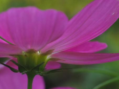 コスモスの写真