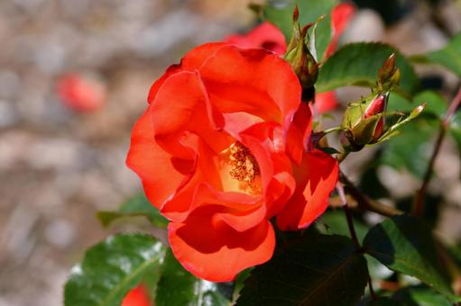 薔薇　のりこ 薔薇,のりこ,赤の写真素材