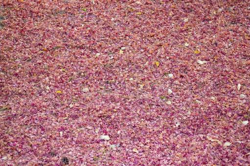 地面を覆う紅葉の絨毯 地面を覆う紅葉の絨毯の写真
