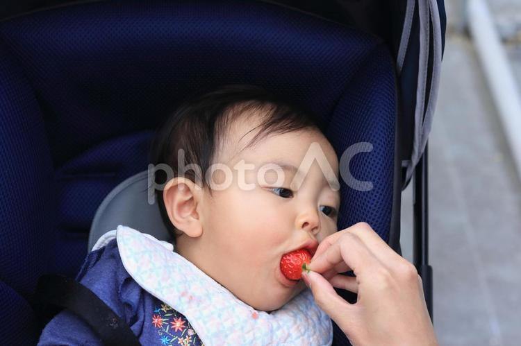 いちご狩りを体験しているベビーカーに乗った赤ちゃん いちご狩り,苺,いちごの写真素材