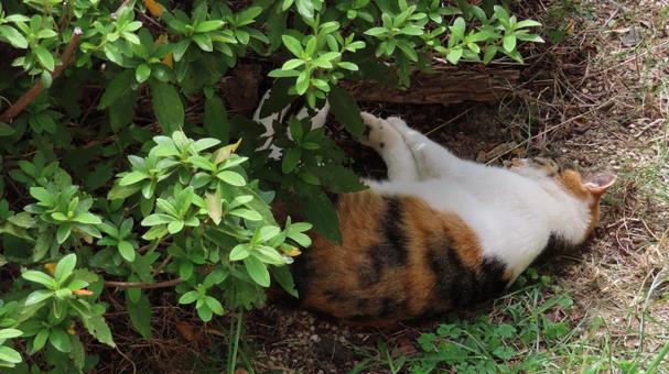 お昼寝が日課のミケのカワイイ眠り猫 お昼寝が日課のミケのカワイイ眠り猫 三毛猫,猫,眠り猫の写真素材