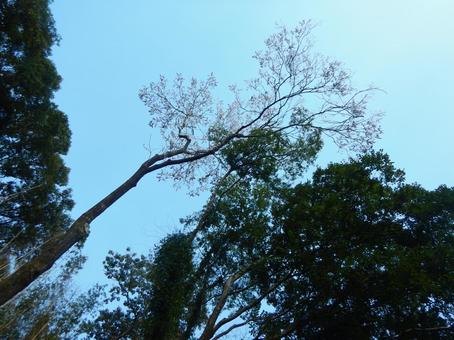 空と木々 空,自然,山の写真素材