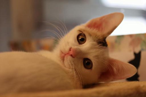 見つめる子猫の愛らしい表情 見つめる子猫の愛らしい表情の写真