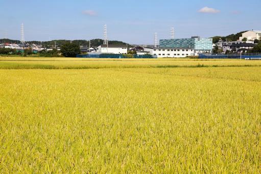 稲作風景2(横浜市にて) 稲作,米作り,稲の写真素材