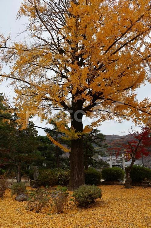 １１月下旬の岩国市吉香公園の紅葉の風景 背景,紅葉,きれいの写真素材