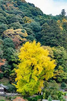 大きなイチョウ 秋,紅葉,風景の写真素材