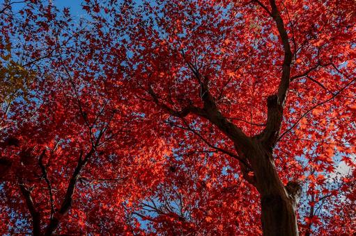 紅葉 紅葉の写真