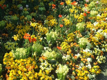 黄色い花が爛漫 都市緑化フェア,岡山市,西大寺の写真素材