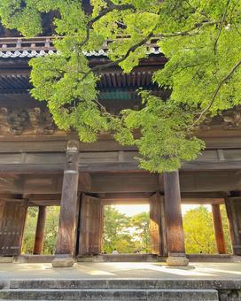 木漏れ日に包まれた古寺の山門 寺院,山門,木漏れ日の写真素材