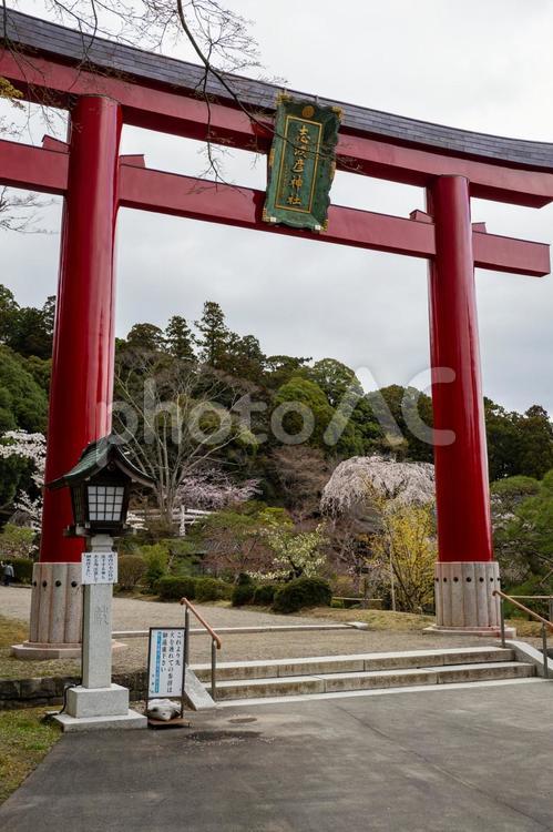 塩釜神社の桜(30) 塩釜神社,陸奥国一宮,重要文化財の写真素材