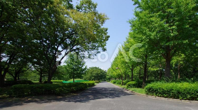 猿江恩賜公園の風景 猿江公園,猿江恩賜公園,公園の写真素材