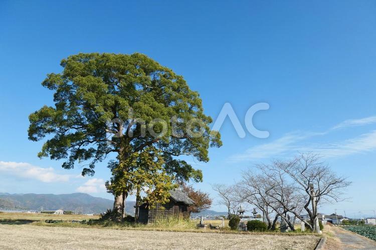 大地に竚む神社と楠木の大木 木,美しい,徳島県の写真素材