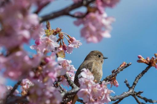 桜の枝で休むジョウビタキの雌 桜の枝で休むジョウビタキの雌の写真