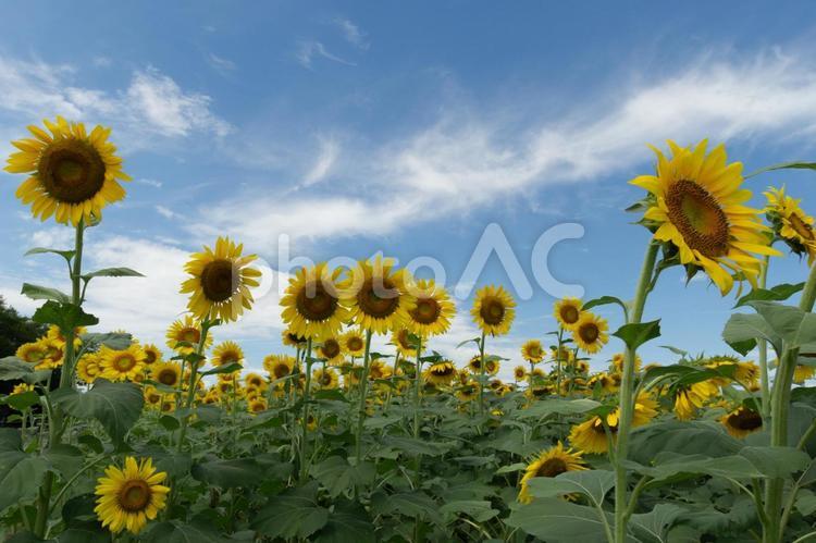 青空とひまわり ひまわり畑,向日葵,青空の写真素材