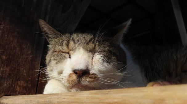 日向ぼっことお昼寝が日課のもふもふな猫様 猫,キジシロ,眠り猫の写真素材