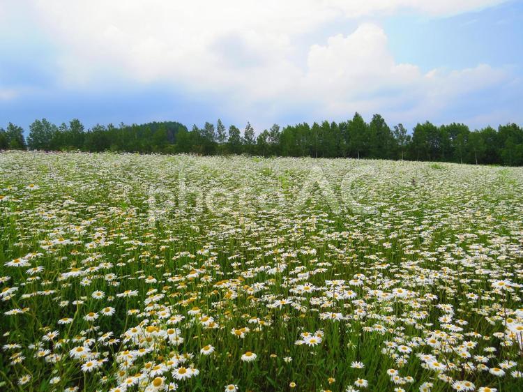 花畑 花,季節,植物の写真素材
