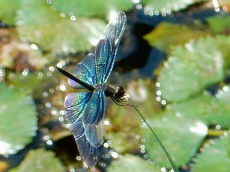 【昆虫写真】チョウトンボ(蝶蜻蛉) 【昆虫写真】チョウトンボ(蝶蜻蛉)の写真