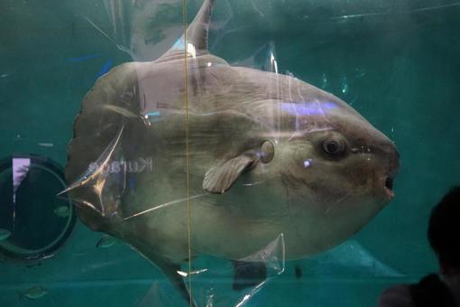 マンボウ 水中,魚,水族館の写真素材