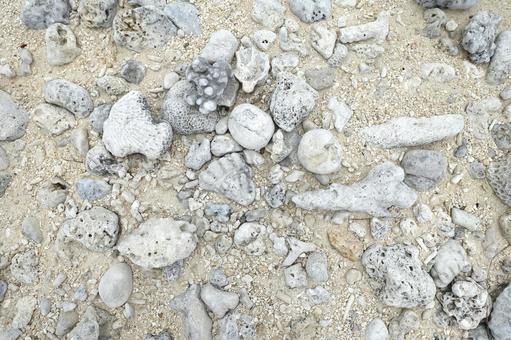 砂浜に打ち上げられた珊瑚の化石 砂浜に打ち上げられた珊瑚の化石 化石珊瑚,砂浜,地面の写真素材