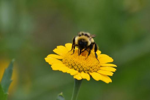 マルハナバチ マルハナバチ マルハナバチ,ミツバチ,蜂の写真素材