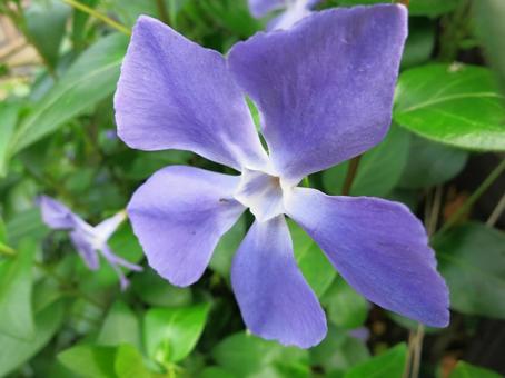 紫色の花 紫色の花の写真