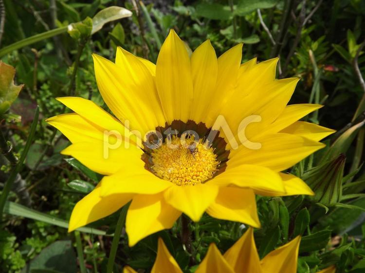 ガーベラとハエ ガーベラ,春の花,庭の写真素材