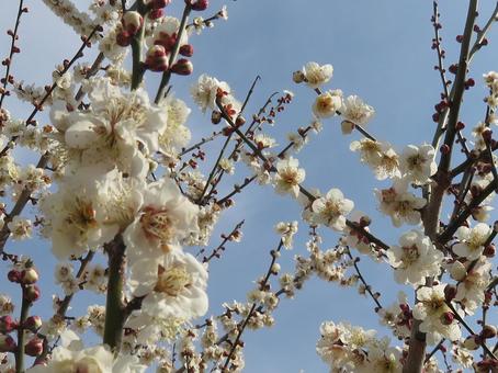 美しい梅の花。アップ版その1 美しい梅の花。アップ版その1の写真
