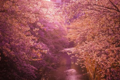 神田川の桜と夕暮れ 桜,川,神田川の写真素材