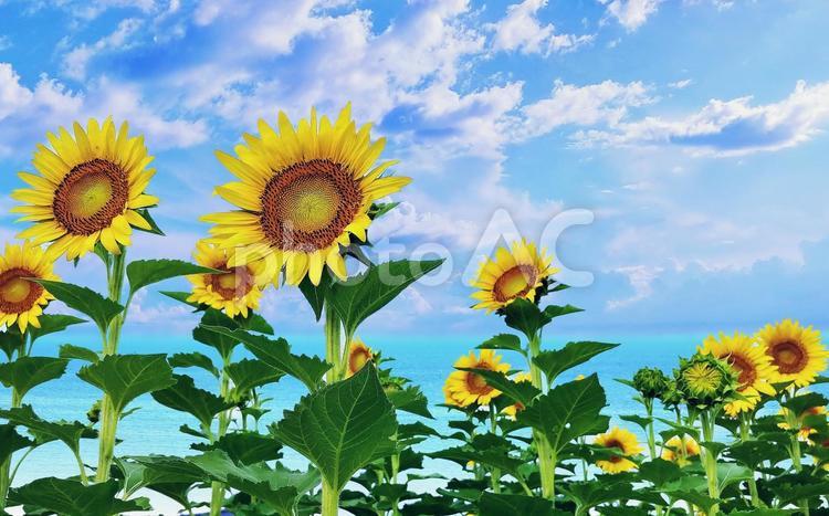 夏イメージ素材/向日葵畑・背景青い海空 向日葵,夏,花の写真素材