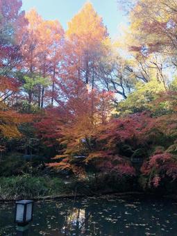 池と紅葉の写真