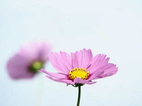 かわいい♪コスモス かわいい♪コスモスの写真