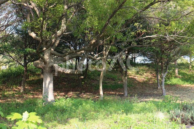 生き生きと春の息吹が感じられて 林,森,木の写真素材