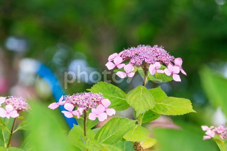 小さなピンクのあじさい あじさい,紫陽花,アジサイの写真素材