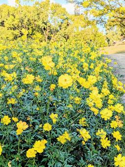 黄色いコスモスたちの写真