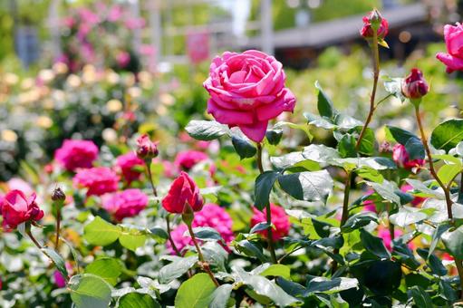 薔薇 だんじり囃 薔薇 だんじり囃 薔薇,だんじり囃,ピンクの写真素材