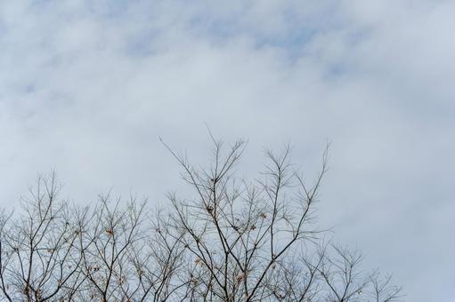 Branches of deciduous trees stretching into the winter sky, JPG Branches of deciduous trees stretching into the winter sky, JPG