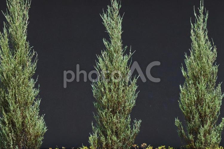 観葉植物のイメージ 観葉植物,植物,背景の写真素材