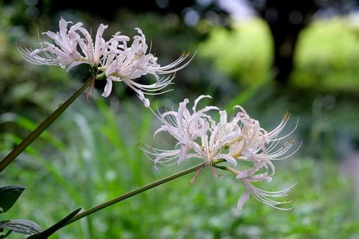 白い彼岸花 彼岸花,ヒガンバナ,曼珠沙華の写真素材
